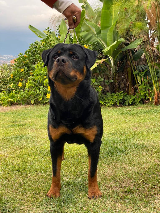 Rottweilers as Guardian Dogs
