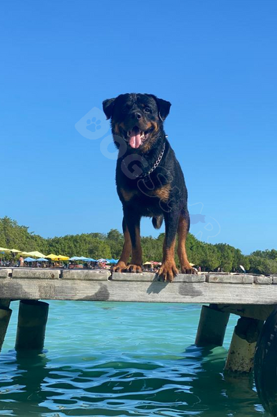 Appearance and Temperament of the Rottweiler