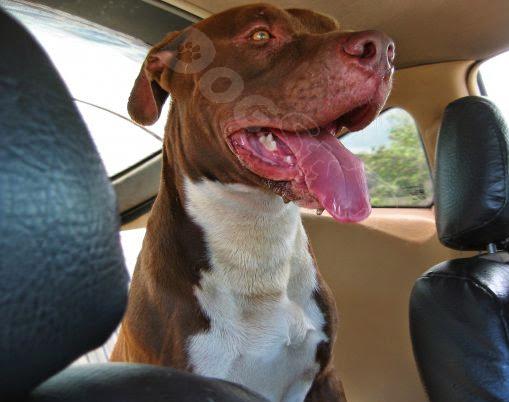 Discovering the Charm of Pit Bulls: Loyal and Loving Companions